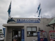 イルカウォッチング