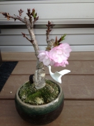 旭山桜、今年も咲きました