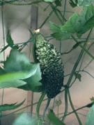 我が家の今年の収穫第一号