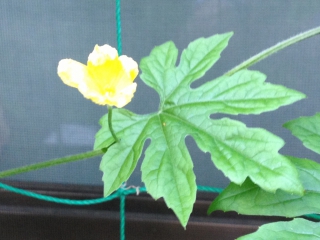ゴーヤの花