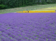 富田ファーム　ラベンダーがちょうど見頃でした。