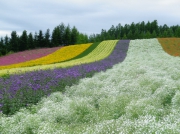 富田ファーム　白・紫・緑・黄色・ピンクのコントラストが美しい
