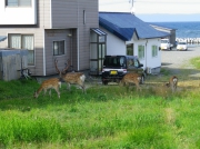 稚内市内を走行中突然バスの前に現れたエゾシカの群れ 思わずシャッターを切った!