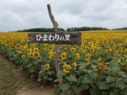 北海道雨龍郡北竜町にて