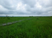 サロベツ原生花園には20分コースと40分コースの木道が整備されていました