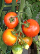 収穫済みのトマト