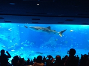 沖縄美ら海水族館より