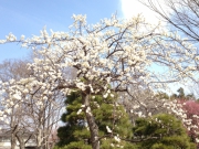 2013年春　枝垂れ桜