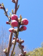 古河市内の桃（まだ開花前）