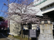 谷戸橋の袂のシドモア桜