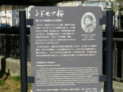 シドモア桜説明版