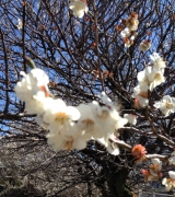 古河市内の梅（ほぼ開花）
