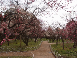 北野天満宮　梅苑