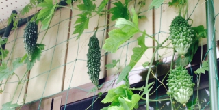 ２種類のゴーヤ