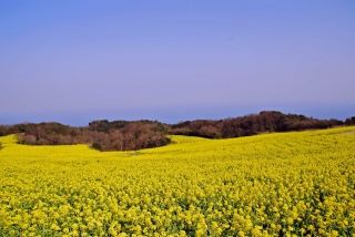 あわじ花さじき（ｲﾒｰｼﾞ）